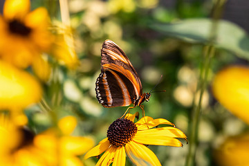 Image showing Banded Orange Heliconian