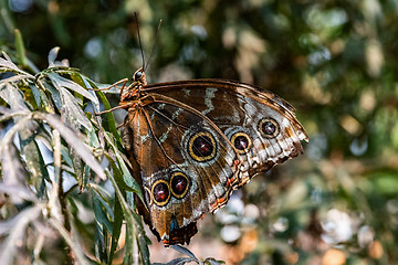Image showing Blue Morpho Butterfly