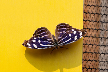 Image showing Blue Wave Butterfly