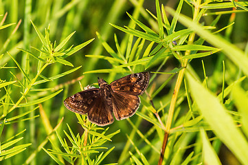 Image showing Brown Skipper