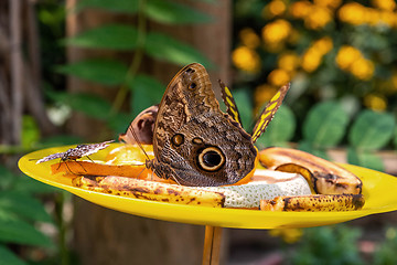 Image showing Butterfly Fruit Dish