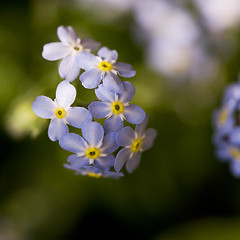 Image showing Detail of forget-me-not flowers