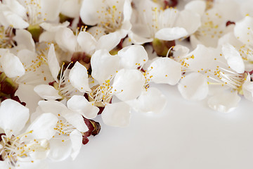 Image showing White cherry blossoms on light gray background