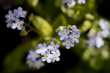 Image showing Detail of forget-me-not flowers