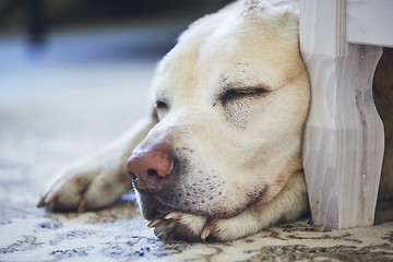 Image showing Dog sleeping on the carpet