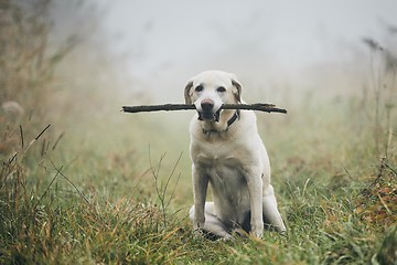 Image showing Dog in autumn fog