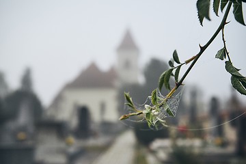 Image showing Cemetery in autumn fog