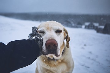 Image showing Friendship between pet owner and his dog