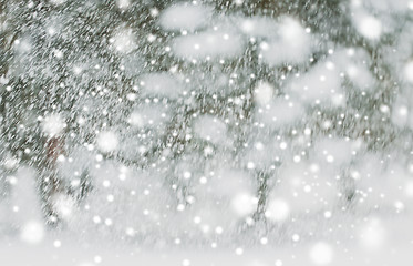 Image showing snowing or snowfall
