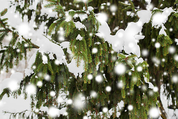 Image showing fir branch and snow in winter forest