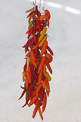 Image showing Chili Peppers