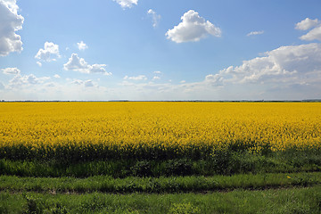 Image showing Field of Canola