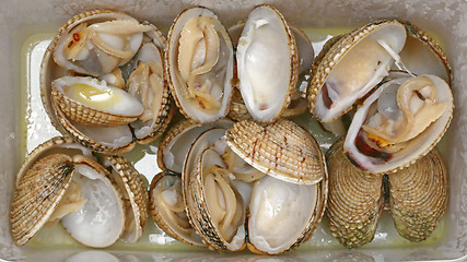 Image showing Clams