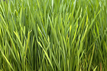 Image showing Wheat Grass
