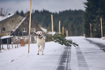 Image showing Dog running with \