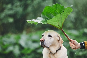 Image showing Rainy day with dog in nature