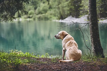 Image showing Dog in forest