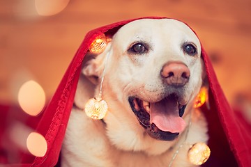 Image showing Celebrations with cute dog