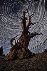 Image showing Bristlecone Pine Tree in the Forest