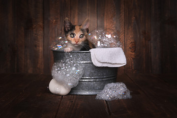 Image showing Kittens in Washtub Getting Groomed By Bubble Bath