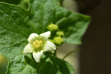 Image showing English mandrake