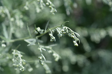 Image showing Common wormwood