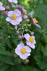 Image showing Japanese anemone