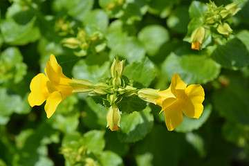 Image showing Monkey flower