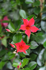 Image showing Chilean jasmine Sundaville Red