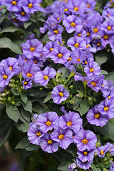 Image showing Blue potato bush