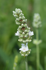 Image showing English Lavender Ellagance Ice