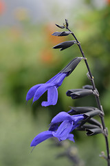 Image showing Anise-Scented Sage