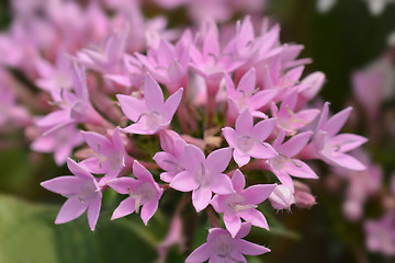 Image showing Pink Egyptian star cluster