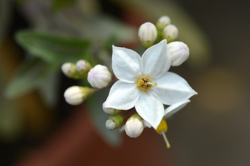 Image showing Potato vine