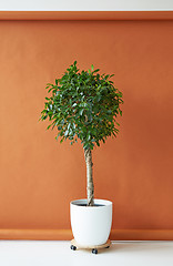 Image showing Ficus tree on a brown background