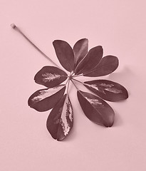 Image showing colored leaf on pink paper background