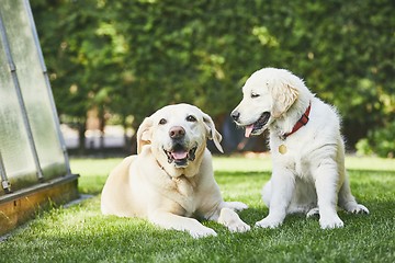 Image showing Two playful dogs on garden