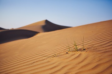 Image showing Grass on sand dune