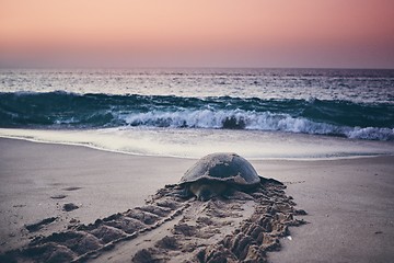 Image showing Green turtle heading back to ocean