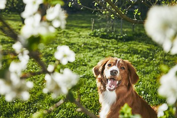 Image showing Dog resting on the garden