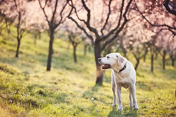 Image showing Dog in spring nature