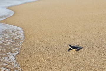 Image showing Newborn sea turtle