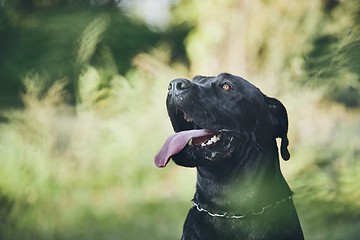 Image showing Portrait of cane corso dog