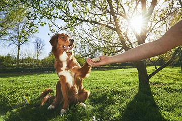 Image showing Man holding paw of the his dog