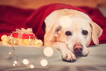 Image showing Celebrations with cute dog