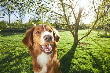 Image showing Dog resting on the garden