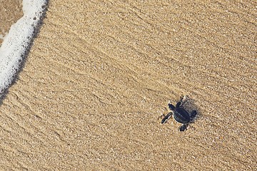 Image showing Newborn sea turtle