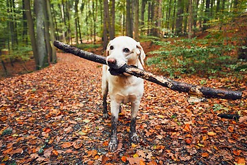 Image showing Muddy dog in autumn nature