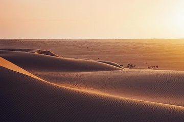 Image showing Sand dunes at sunset