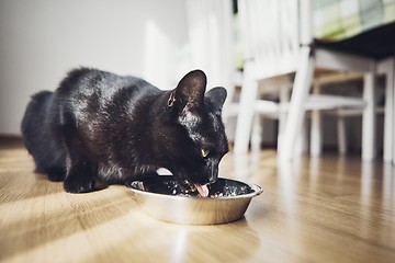 Image showing Hungry domestic cat